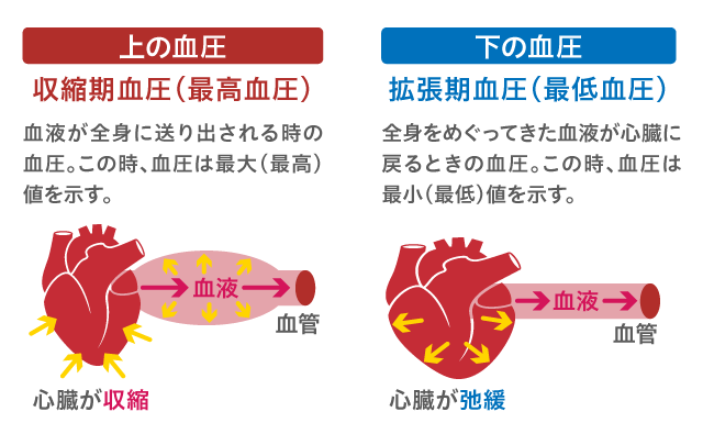 「上の血圧」と「下の血圧」とは？