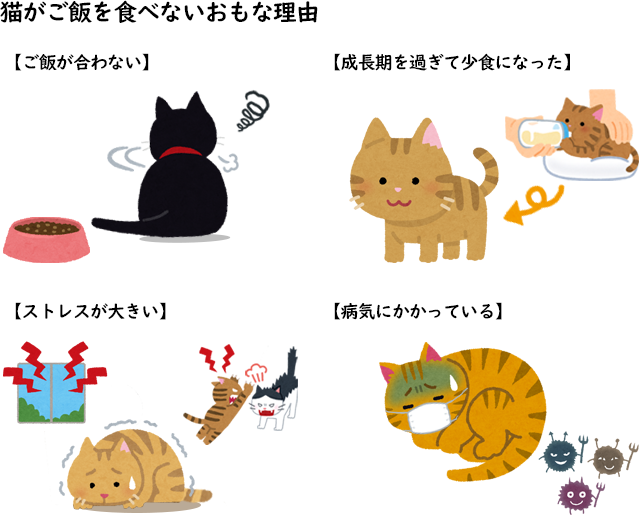 猫がご飯を食べないおもな理由
