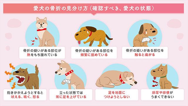 愛犬の骨折の見分け方（確認すべき、愛犬の状態）