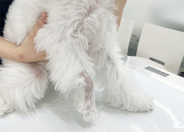 骨折したワンちゃんの前足