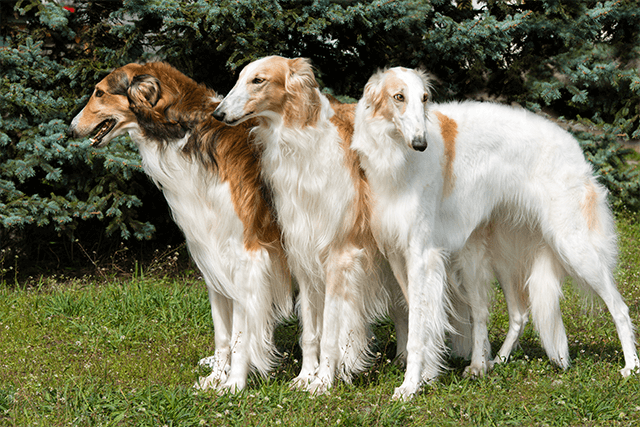 中型犬・大型犬