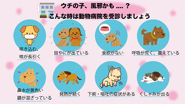 ウチの子、風邪かも…？こんな時は動物病院を受診しましょう