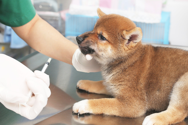 吐いた後にぐったりしている時や、嘔吐物に血が混じっている場合は命に関わる病気の可能性も。早急に受診しましょう。