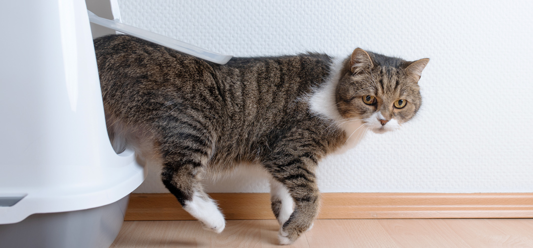 猫の便秘。便秘に効く食べ物やマッサージ、病気のサインを知りたい！動物病院を受診する目安は？