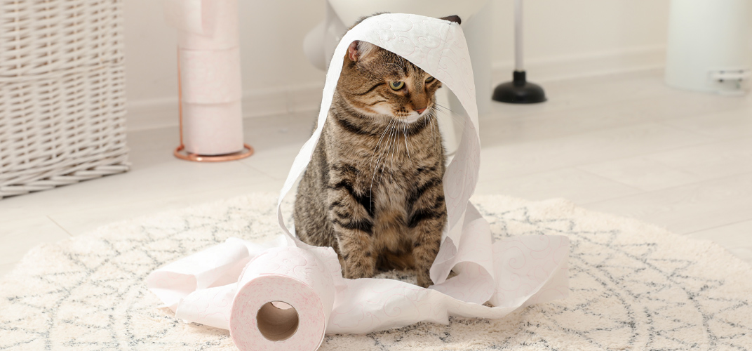 猫の下痢！症状別の原因と対策、治療法は？子猫やシニア猫の心配事は？