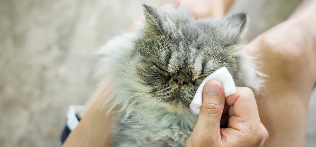 猫の目やにの原因と症状別の対処法は？目薬をさすときのコツを解説
