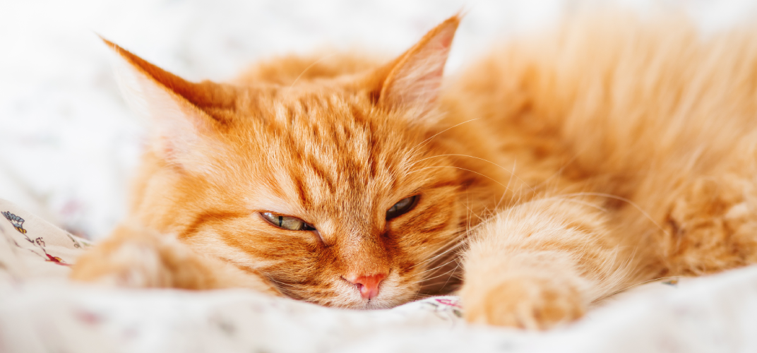 猫が吐くときの原因は？　病気の心配はない？