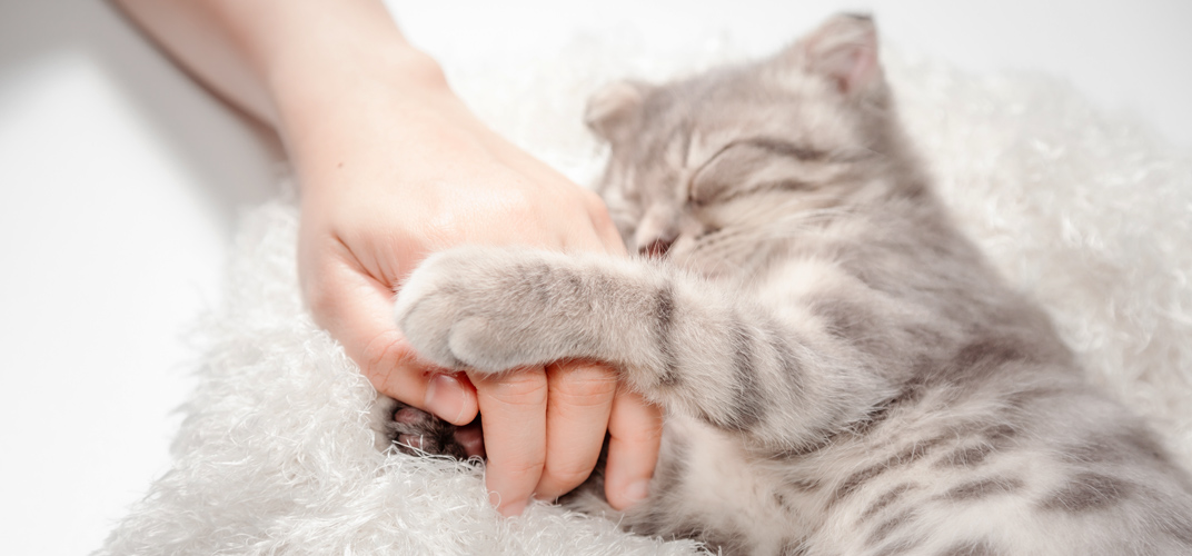 一人暮らしでも猫を飼いたいけど賃貸でも飼えるの？一緒に暮らす猫は、どうやって探せばいいの？