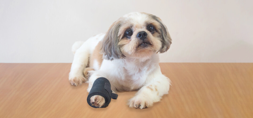 愛犬が骨折！応急処置や手術の方法は？治療費用はいくらくらいかかるの？