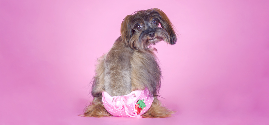 犬のヒート（生理）はいつからいつまで？ヒート期間中の体調や出血量、避妊手術の必要性を解説します