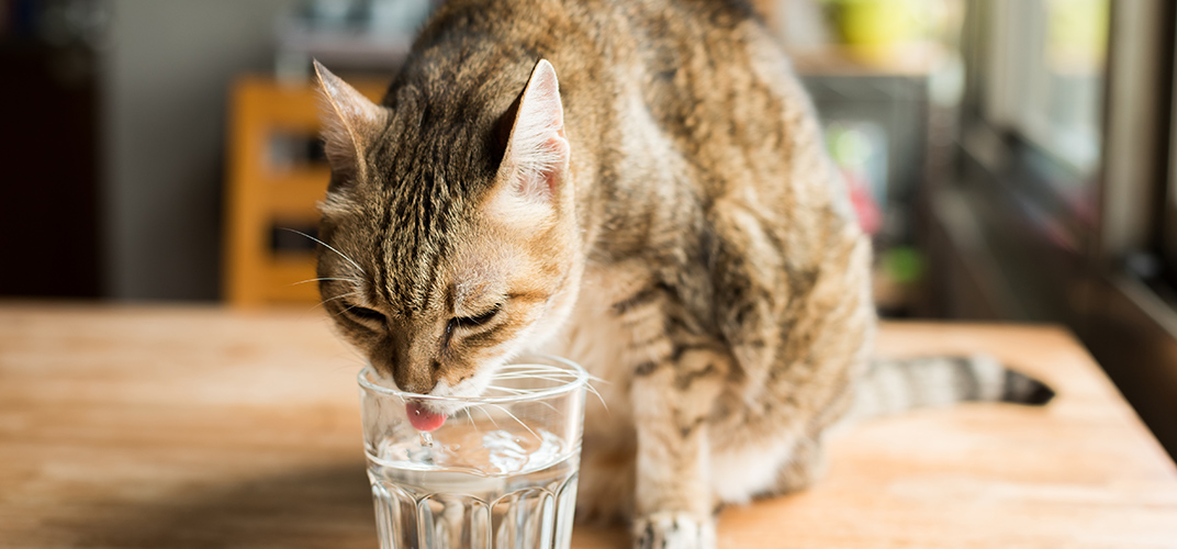 猫の腎臓病（腎不全）とは？症状や治療法、予防方法を徹底解説！