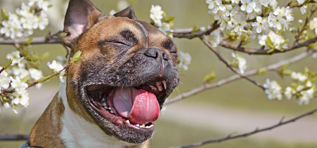 犬も花粉症になる？症状や対策、薬についても解説