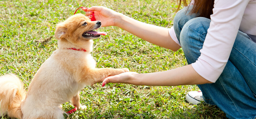 犬を飼う際に必要な準備とは？注意点についても解説