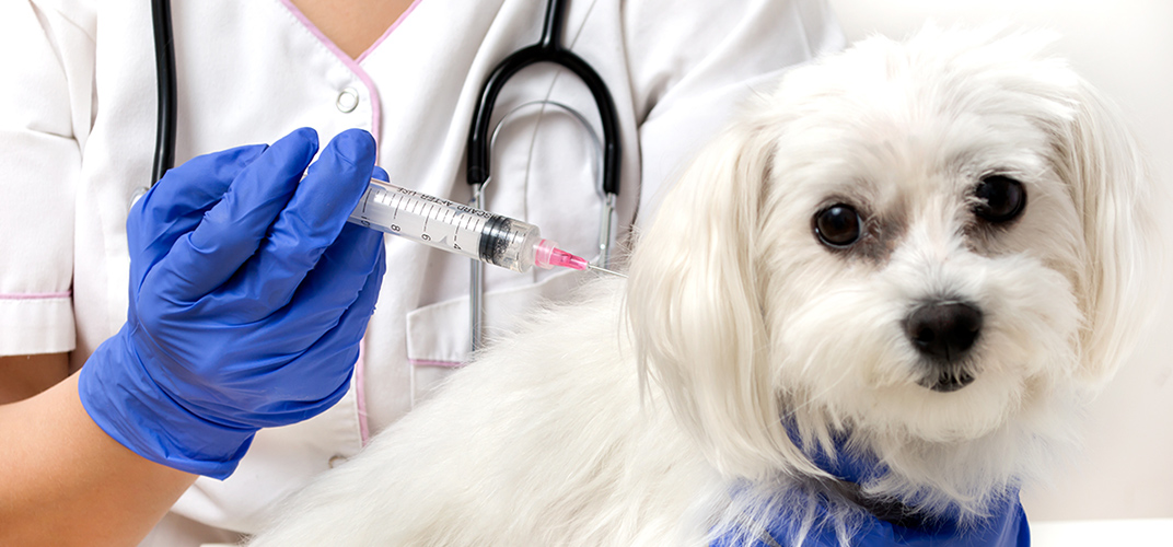 犬のワクチン接種の選び方は？種類や費用、接種するスケジュールについても解説！