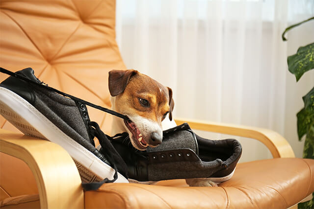 犬の噛み癖
