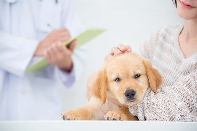 犬を飼い始めたら動物病院を受診する