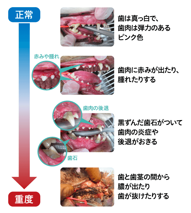 犬の歯周病の進行過程